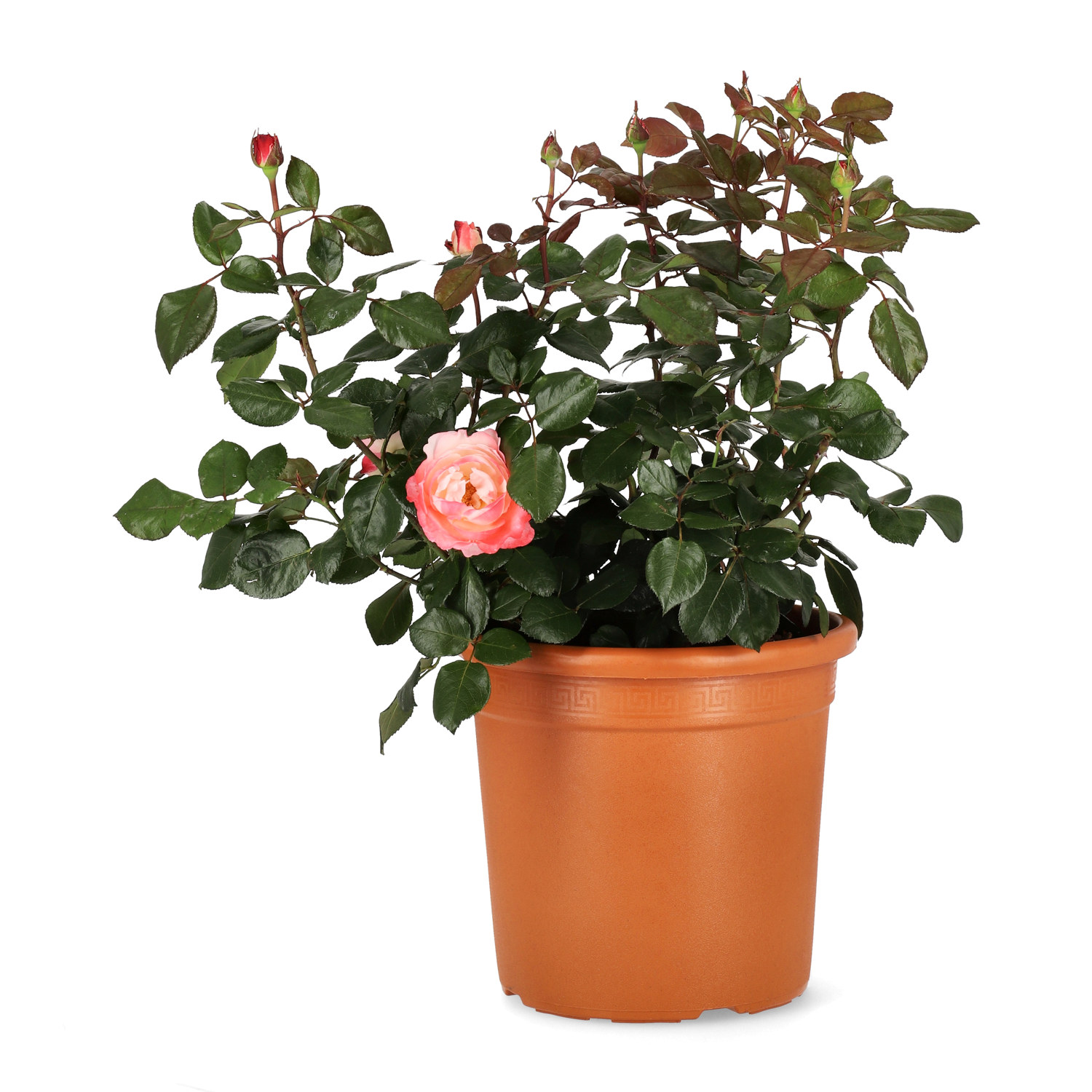 Rosa (Hybrid Tea Rose Group) NOSTALGIE 27cm