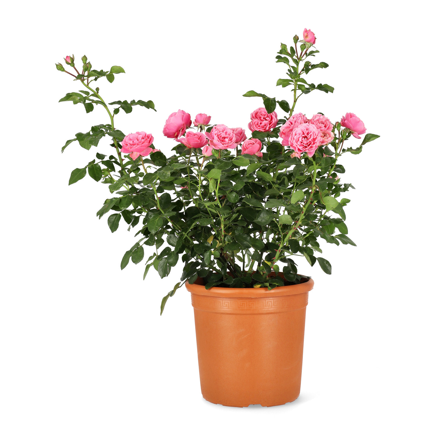 Klasblommig ros LEONARDO DA VINCI