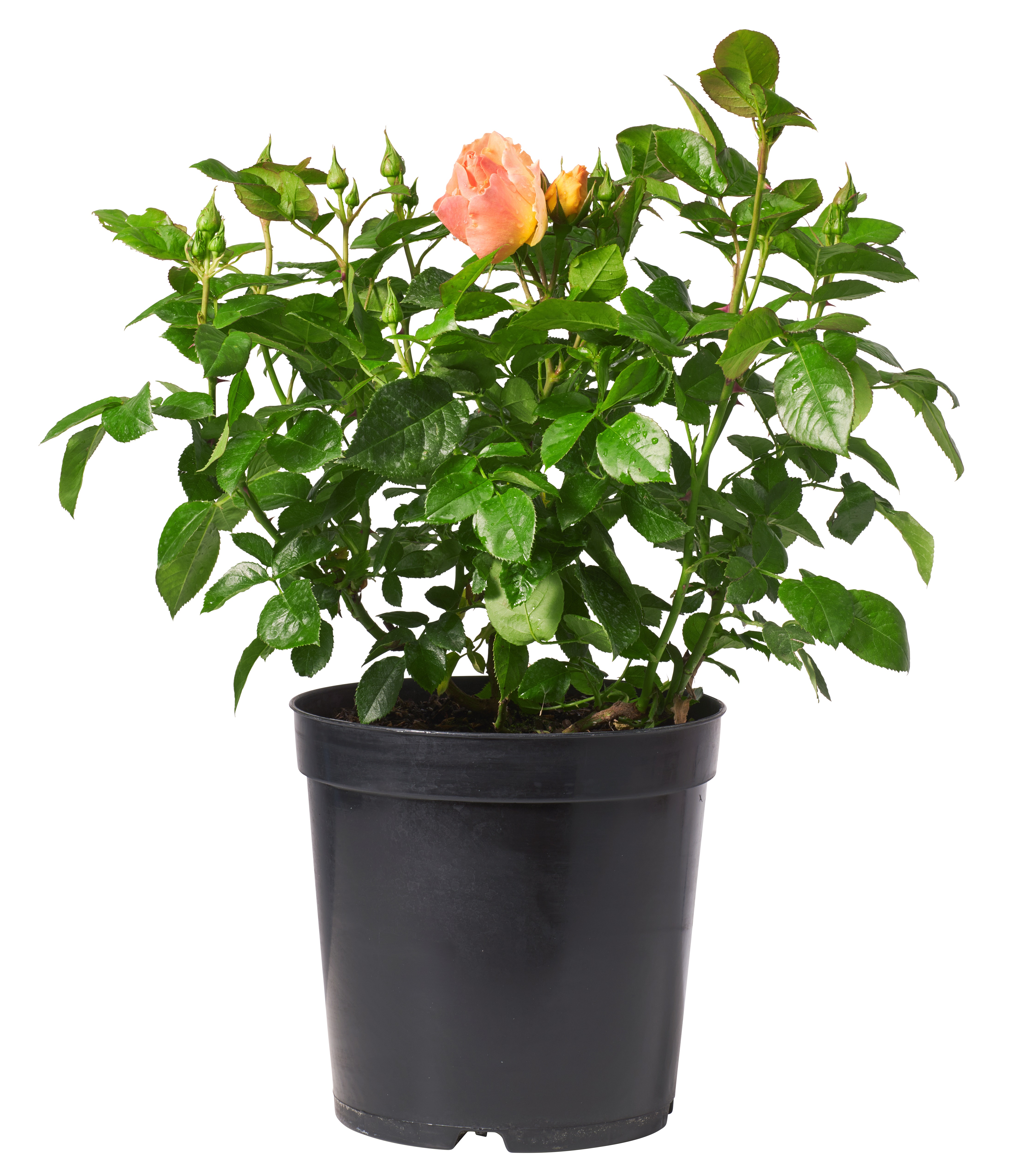 Klaserose 'Hansestadt Rostock'