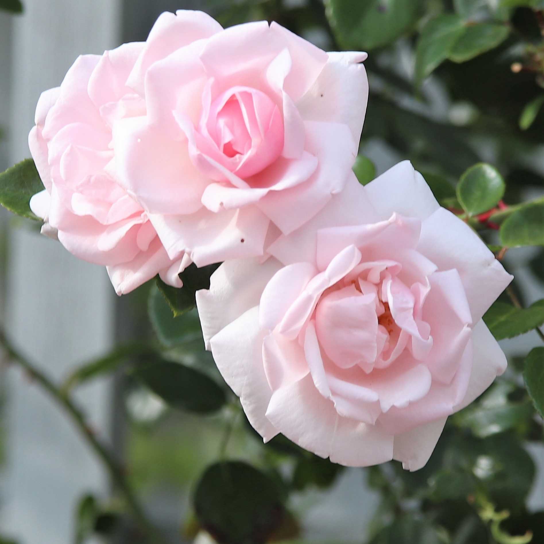 Rosa 'New Dawn' 60-80cm 23cm