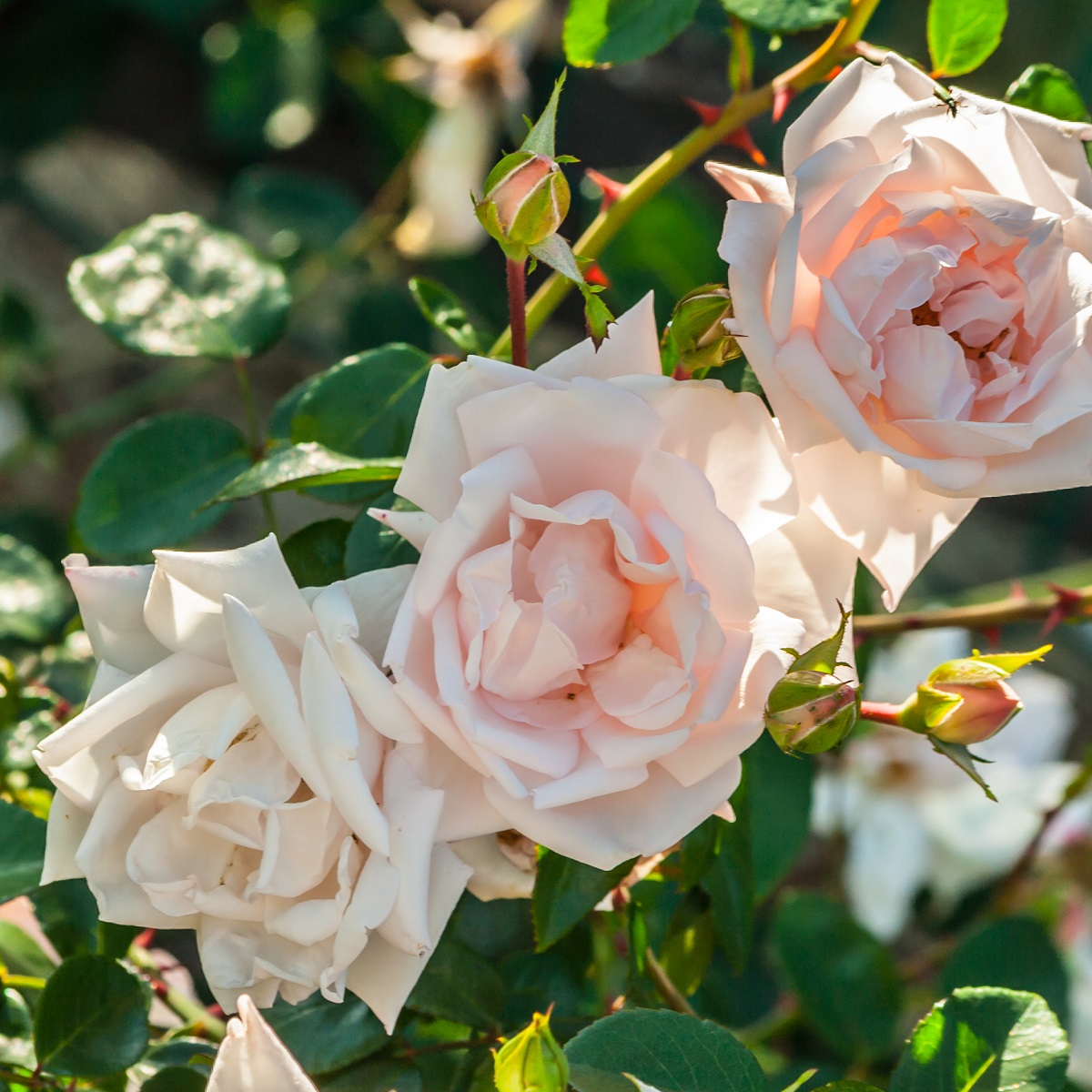 Rosa 'New Dawn' 60-80cm 23cm