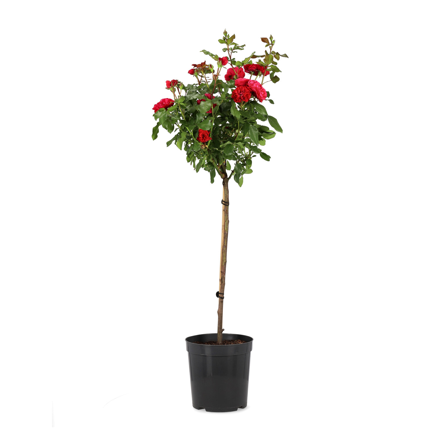 Rosa RED MEILOVE stem 60cm 24cm