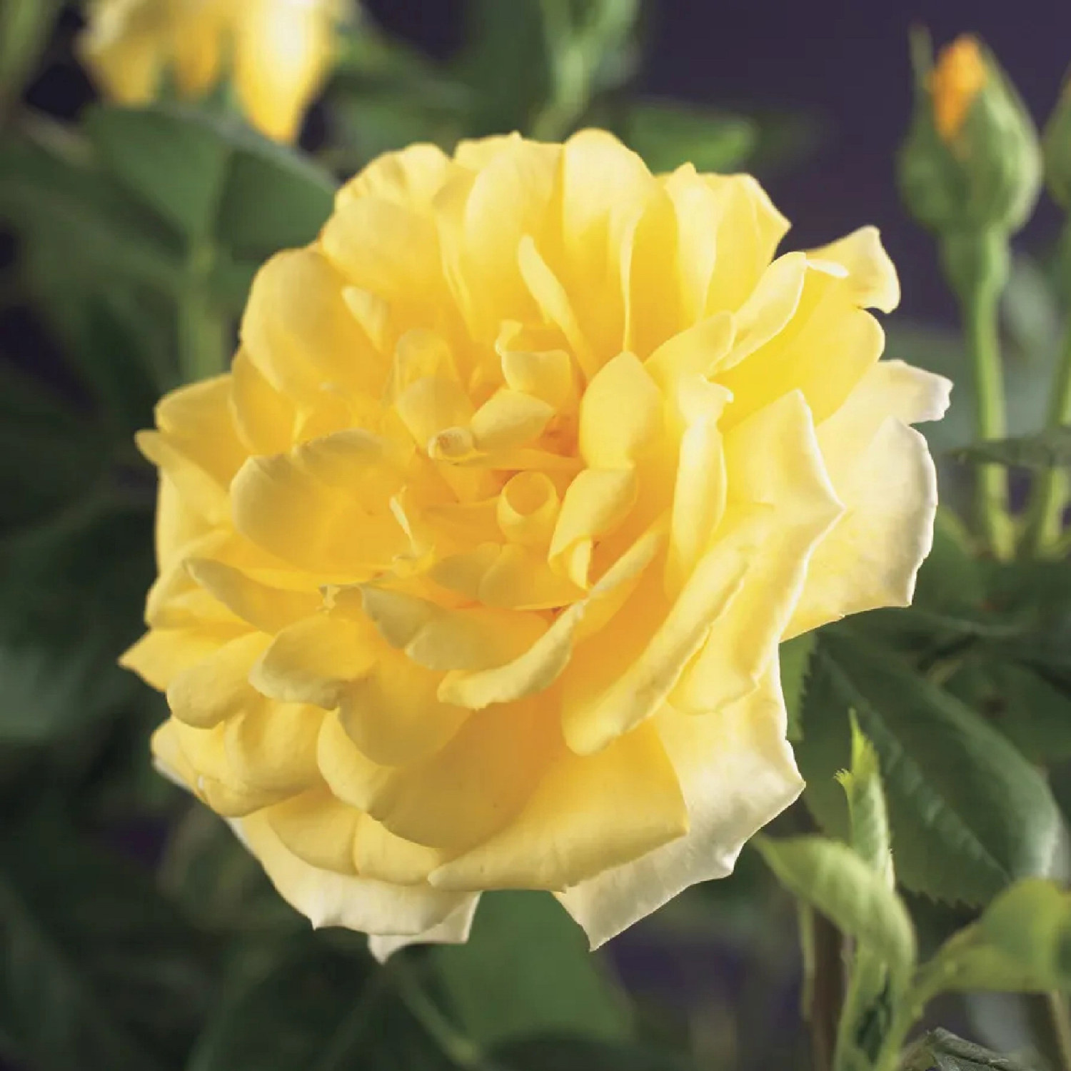 Klätterros 'Golden Climber'