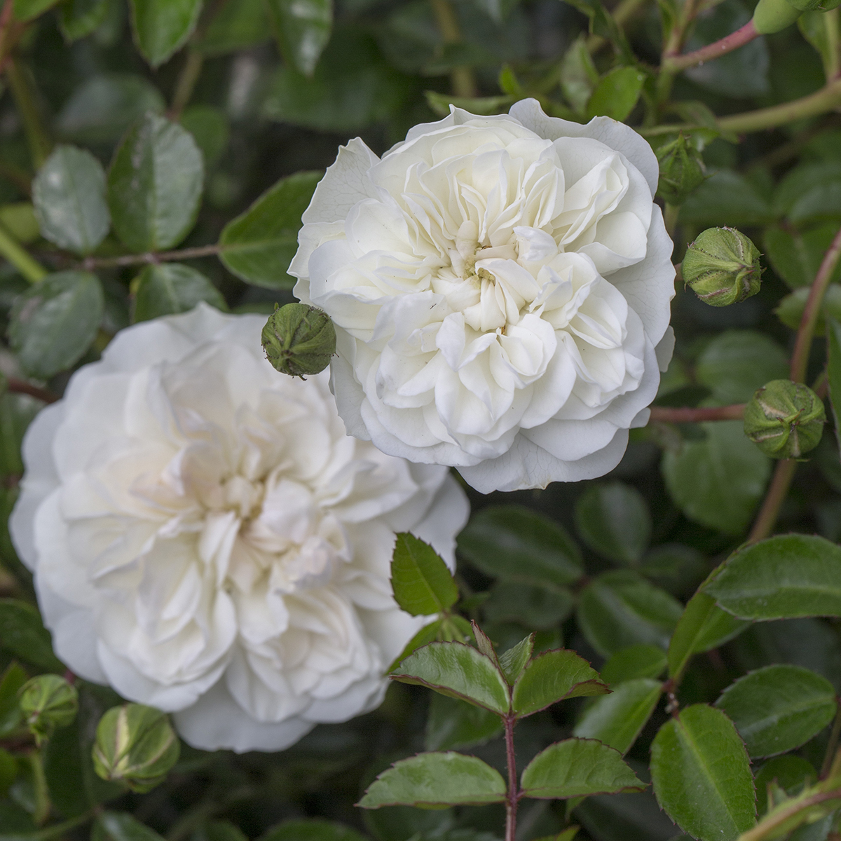 Rosa SWANY 3L