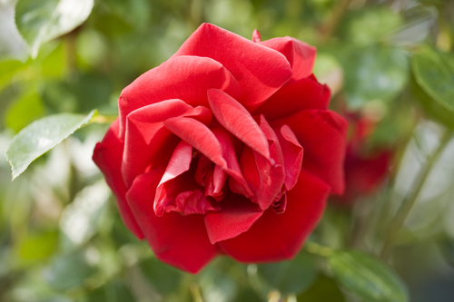 Klasblommig ros 'Europeana'