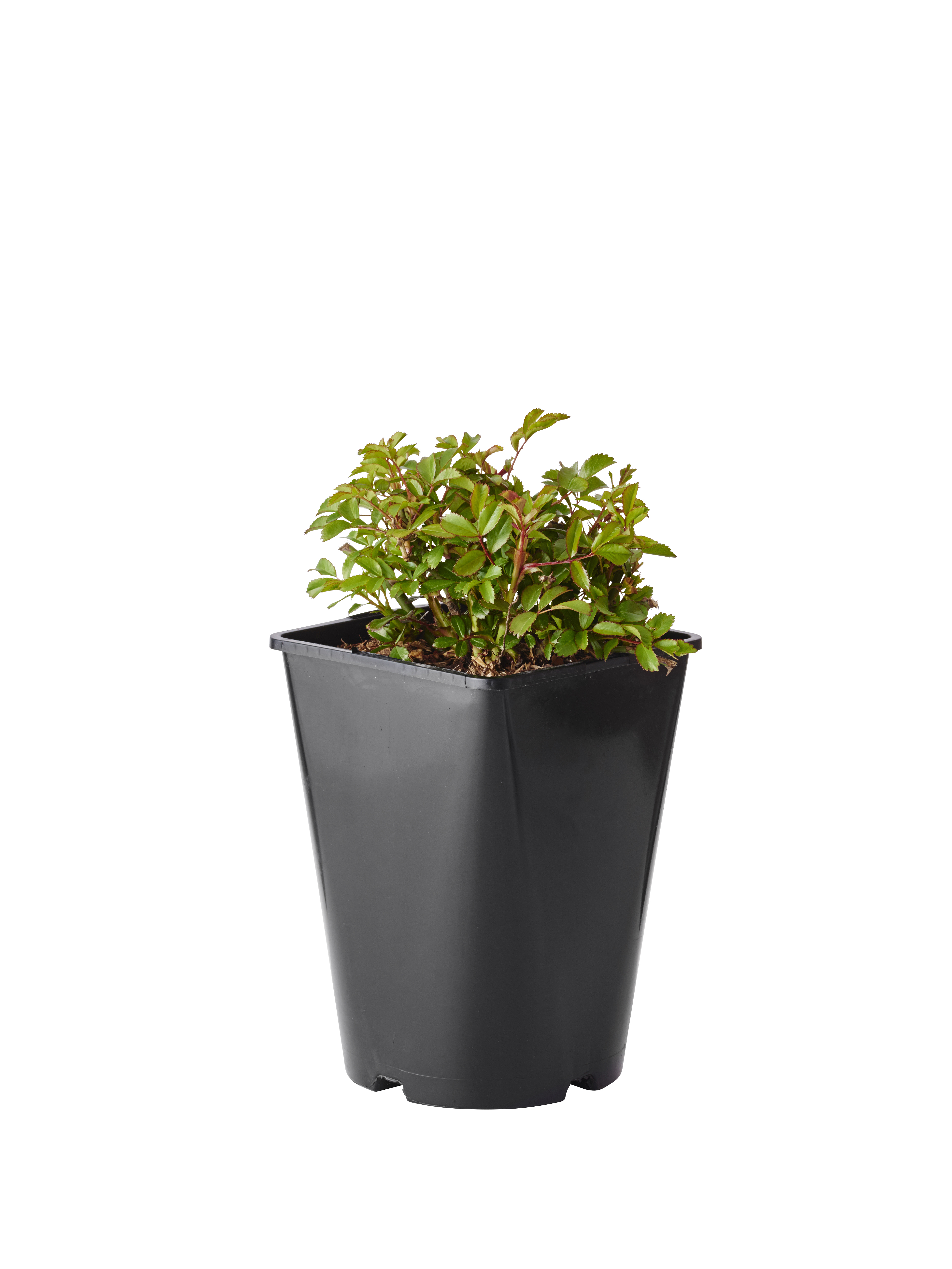 Marktäckande ros 'The Fairy'