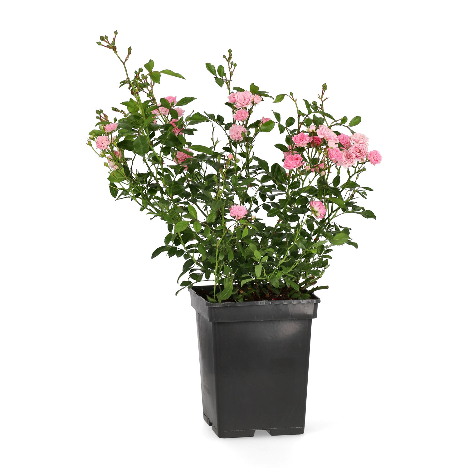 Marktäckande ros 'The Fairy'