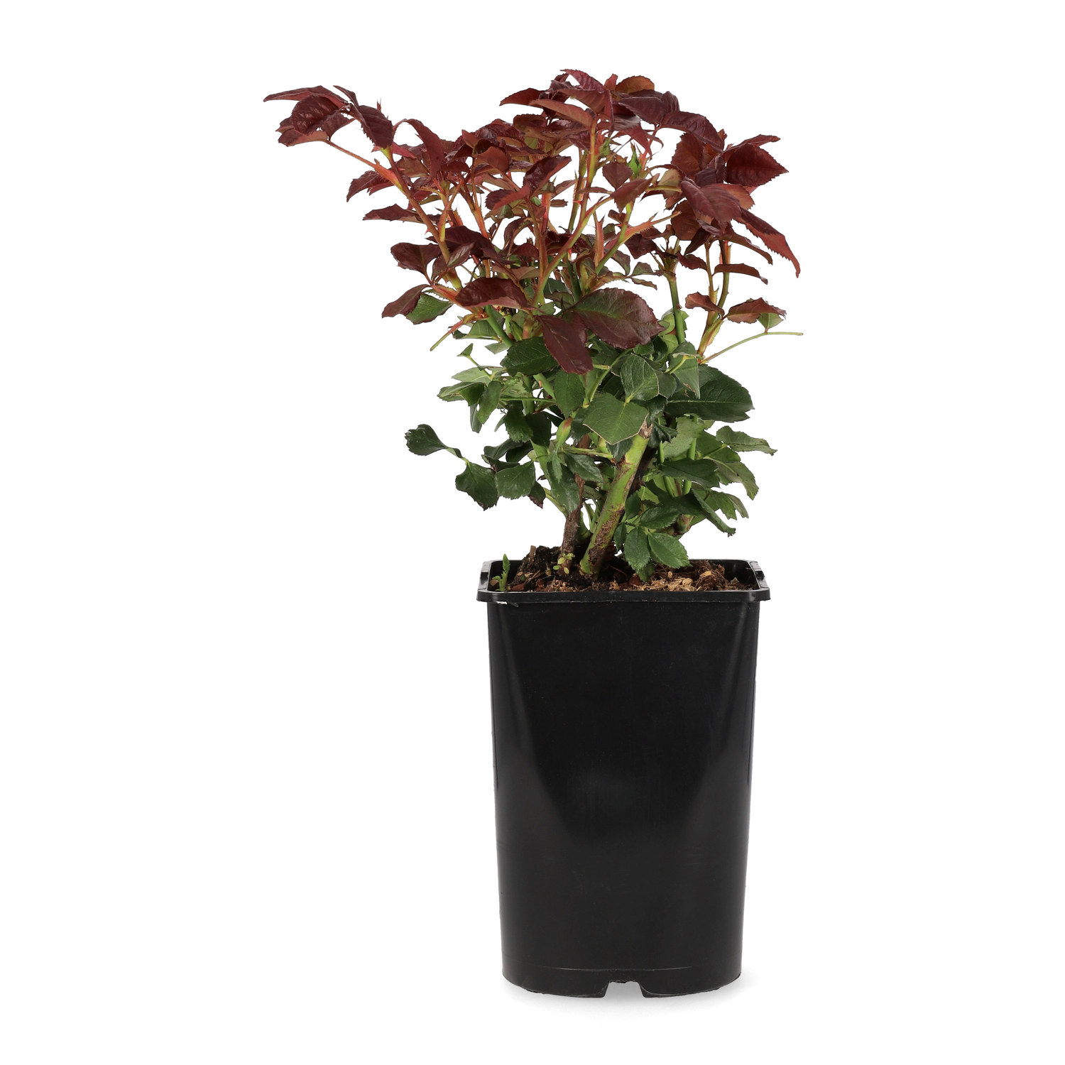 Klasblommig ros 'Europeana'