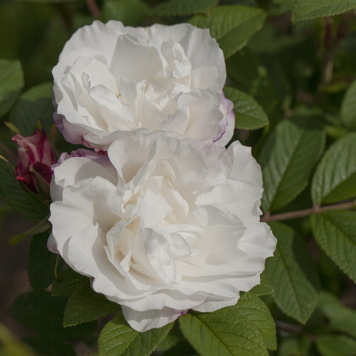 Buskros 'Louise Bugnet'