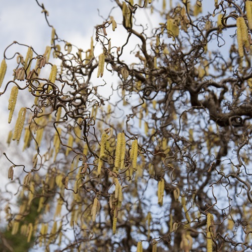 Vrihassel 'Contorta'