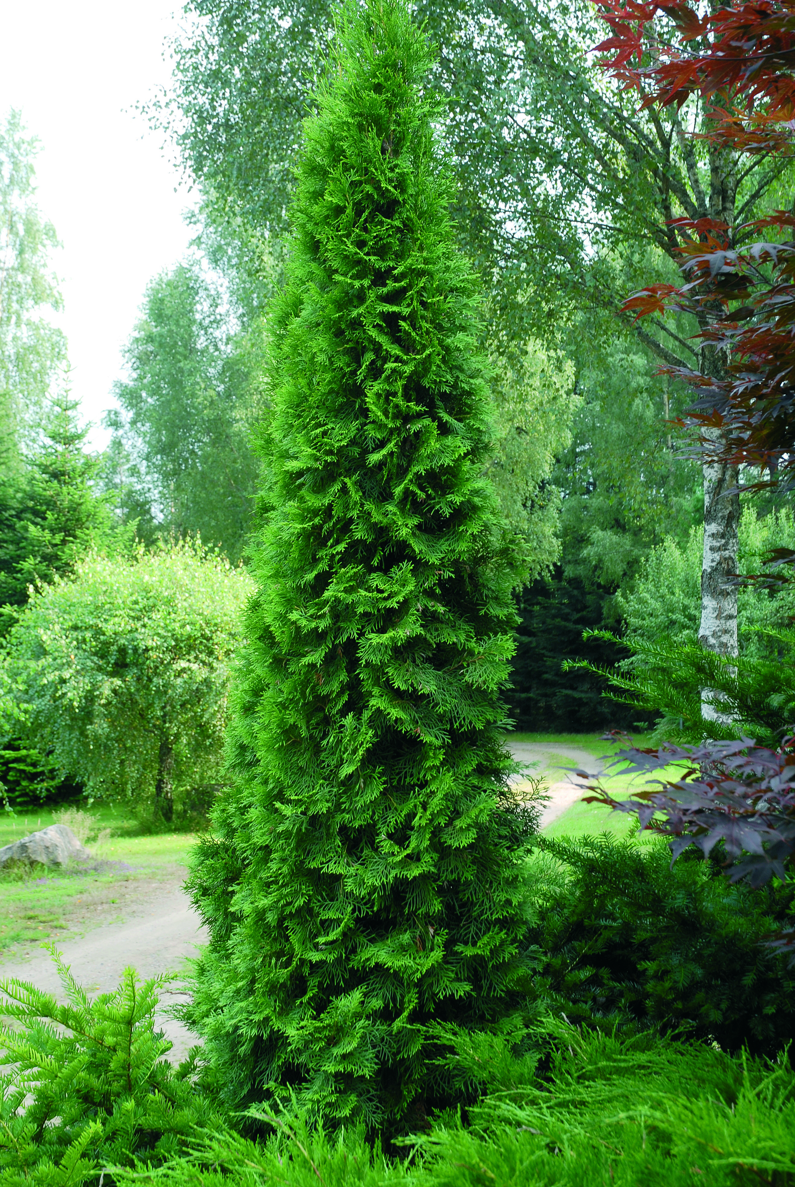 Thuja occ. 'Smaragd' 140-160cm 12L