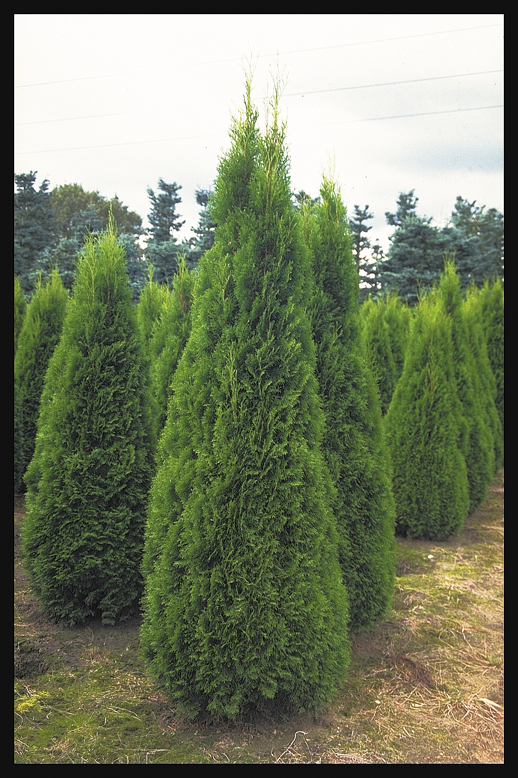 Thuja occ. 'Smaragd' 140-160cm 12L
