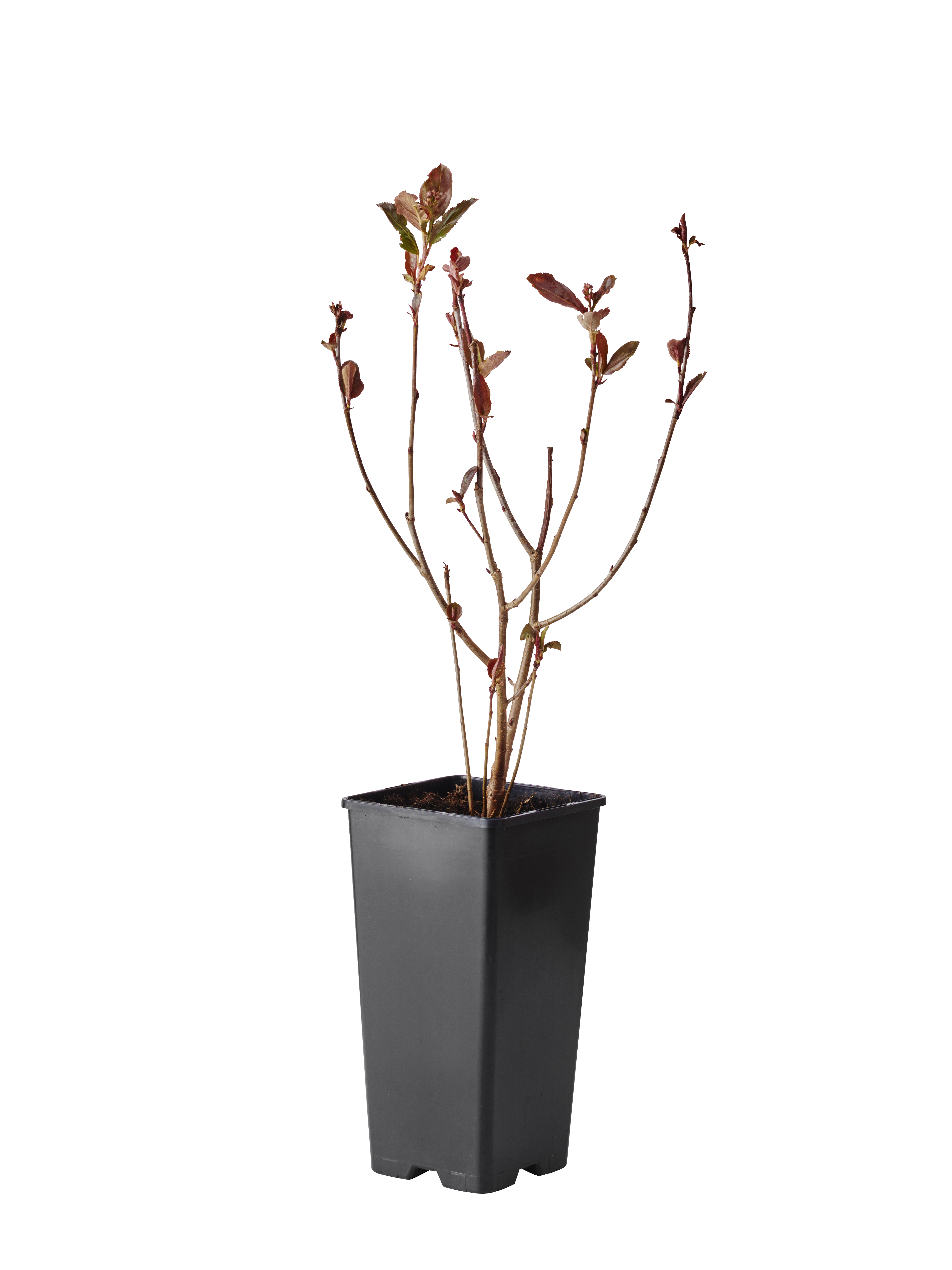 Slånaronia 'Viking'