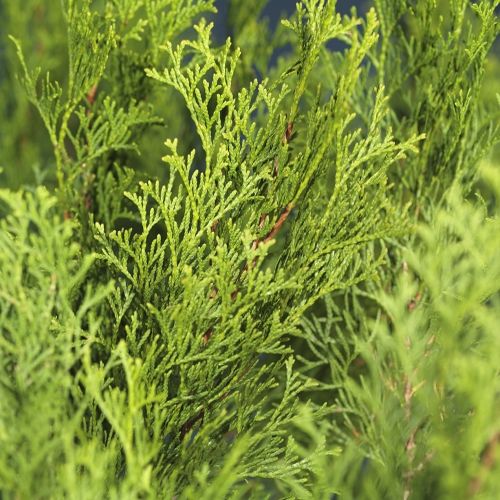 Thuja occ. 'Smaragd' 140-160cm 12L