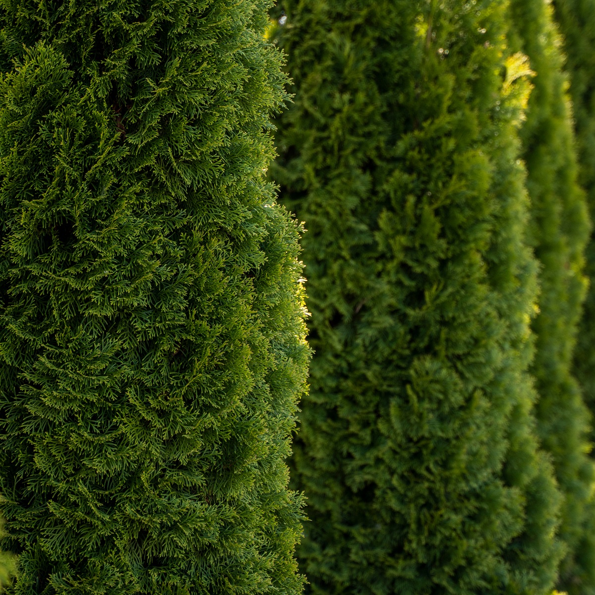 Thuja occ. 'Smaragd' 140-160cm 12L