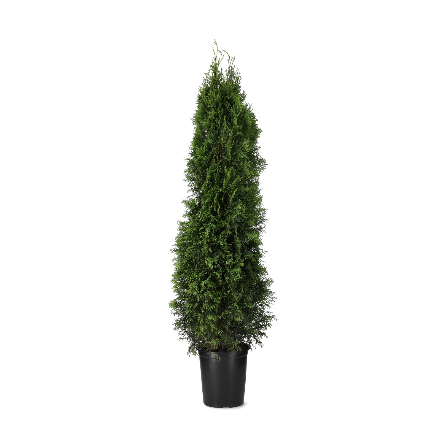 Thuja occ. 'Smaragd' 140-160cm 12L