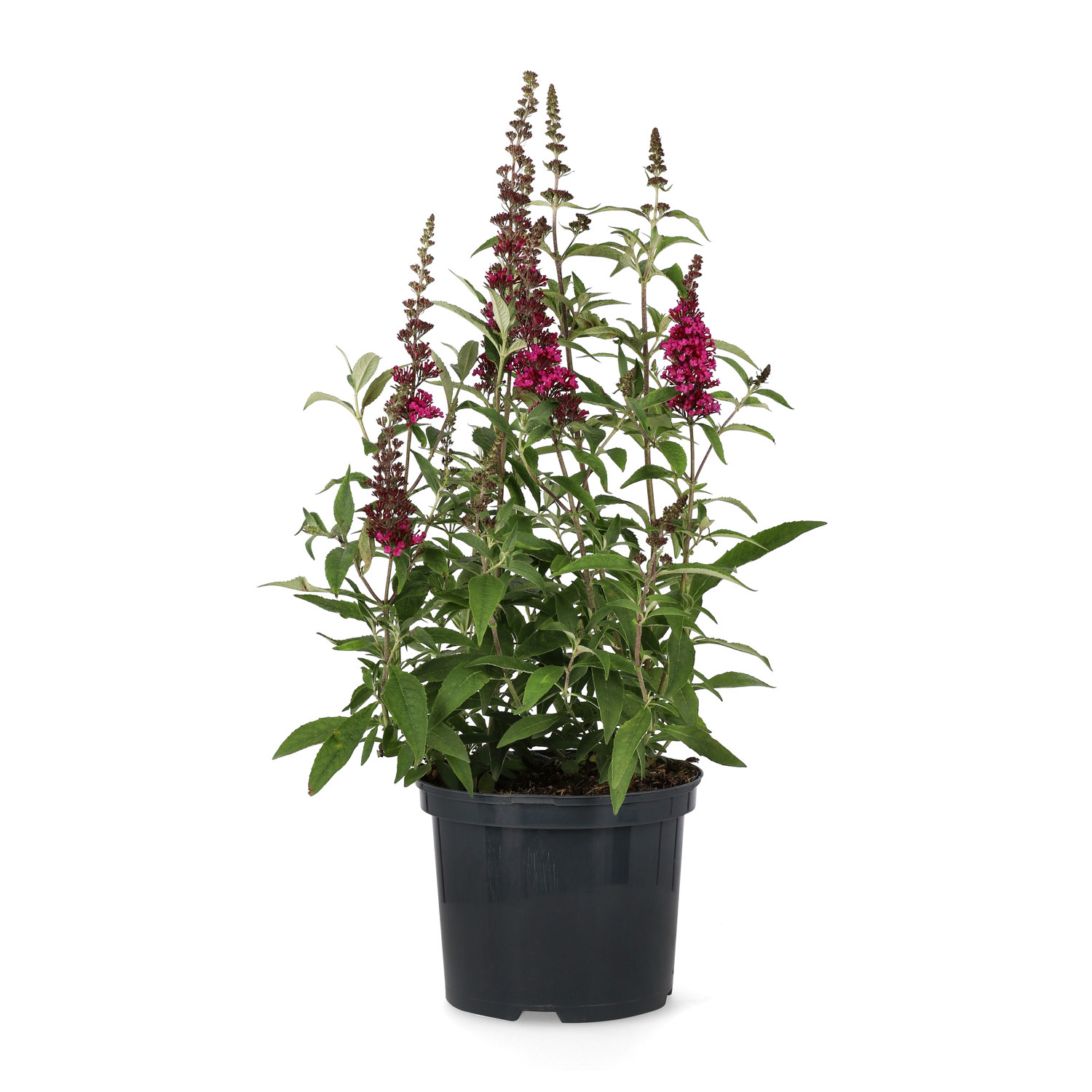 Syrenbuddleja BUZZ HOT RASPBERRY
