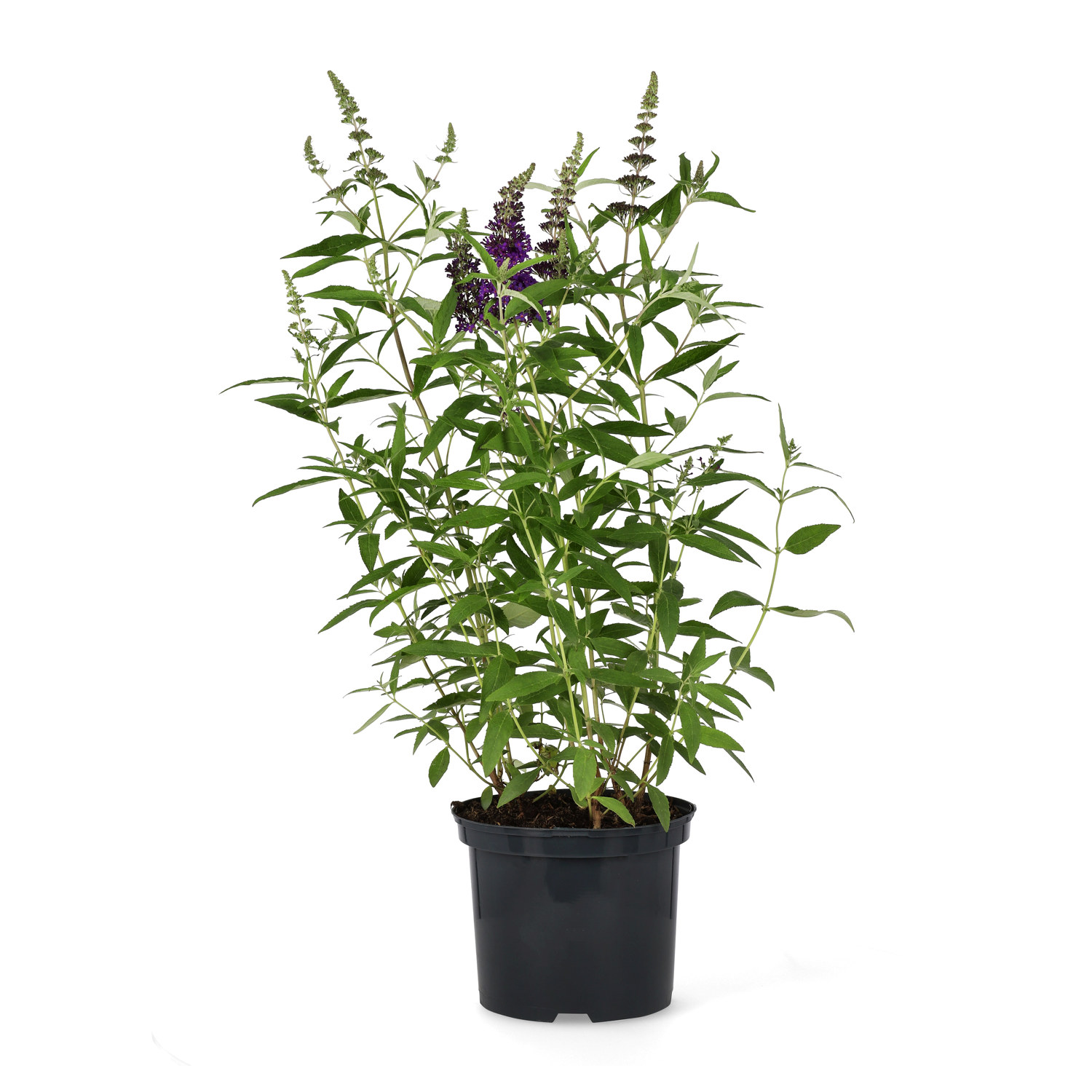 Syrenbuddleja BUZZ MIDNIGHT