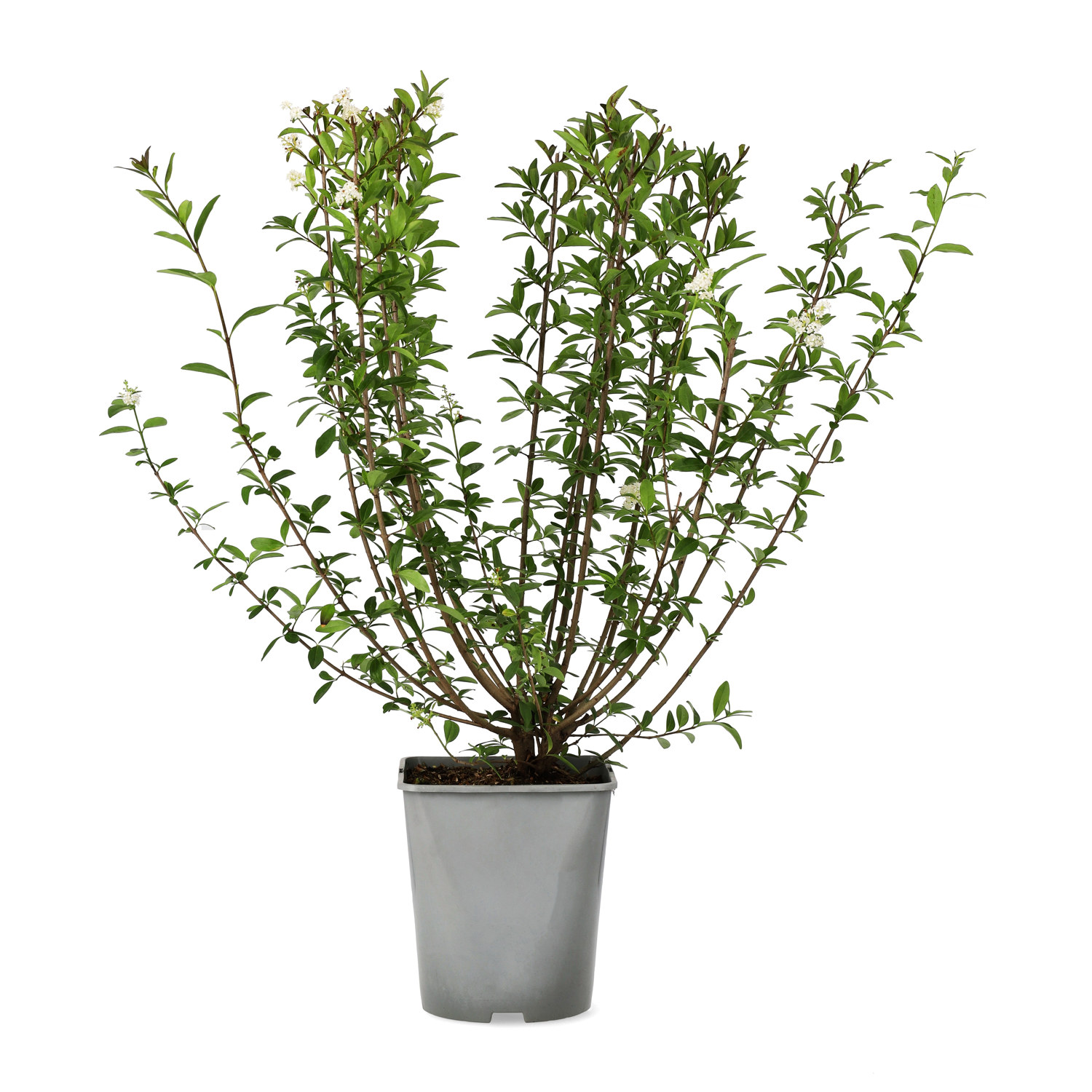 Ligustrum vulgare var. italicum 'Atrovirens' 4,5L