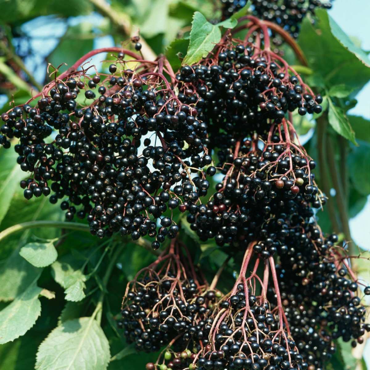 5 Piante Di Sambuco Haschberg (Sambucus Nigra) - Arbusto Da Frutto, Resistente, Per Giardino E Macchia Mediterranea