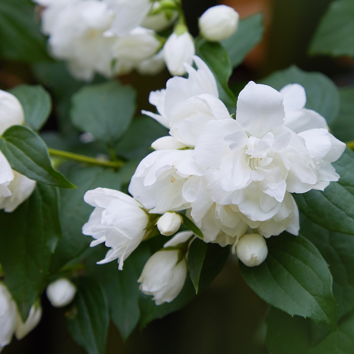 Philadelphus 'Snowbelle' 4,5L