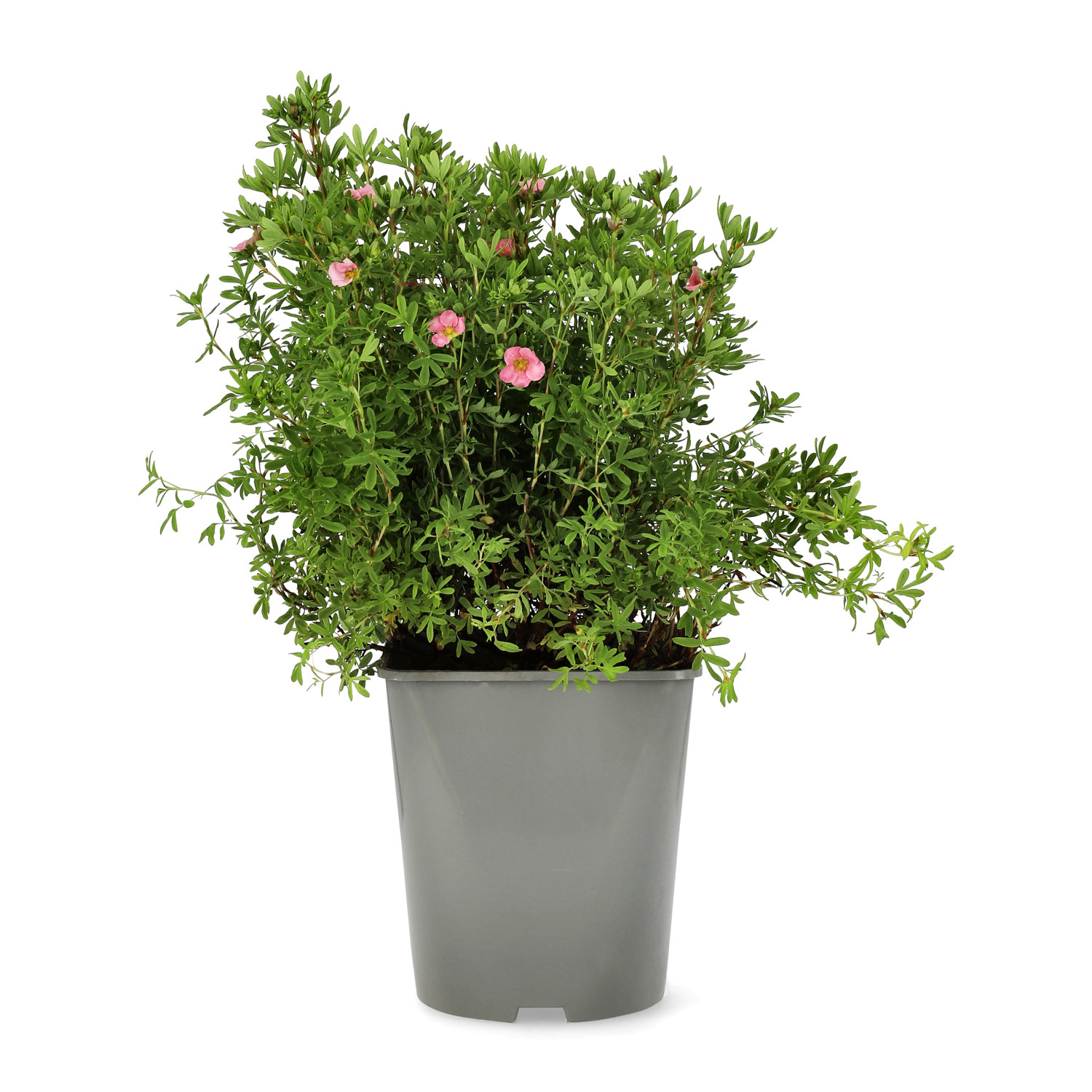 Trädgårdstok 'Pink Queen'