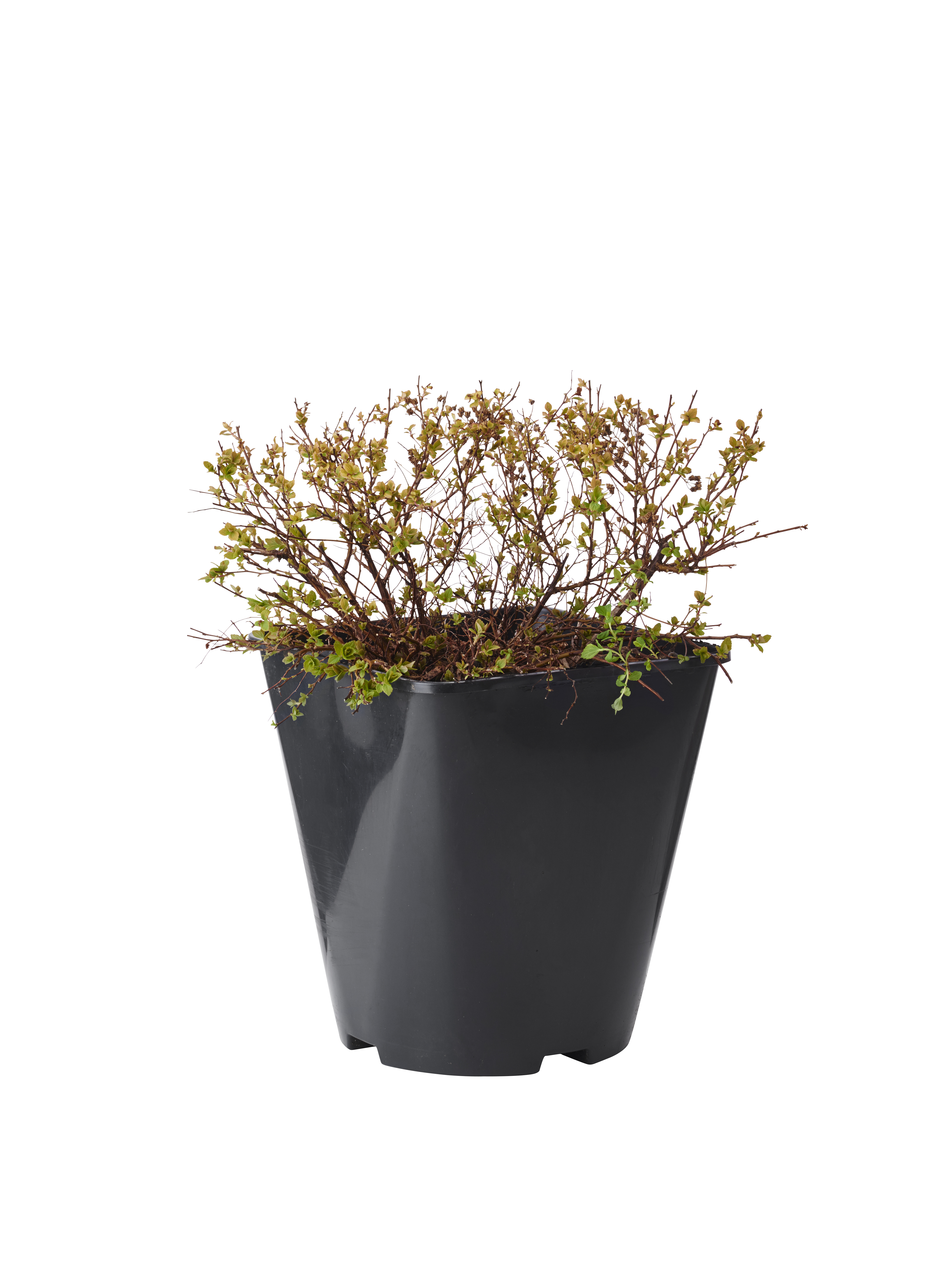 Höstspirea