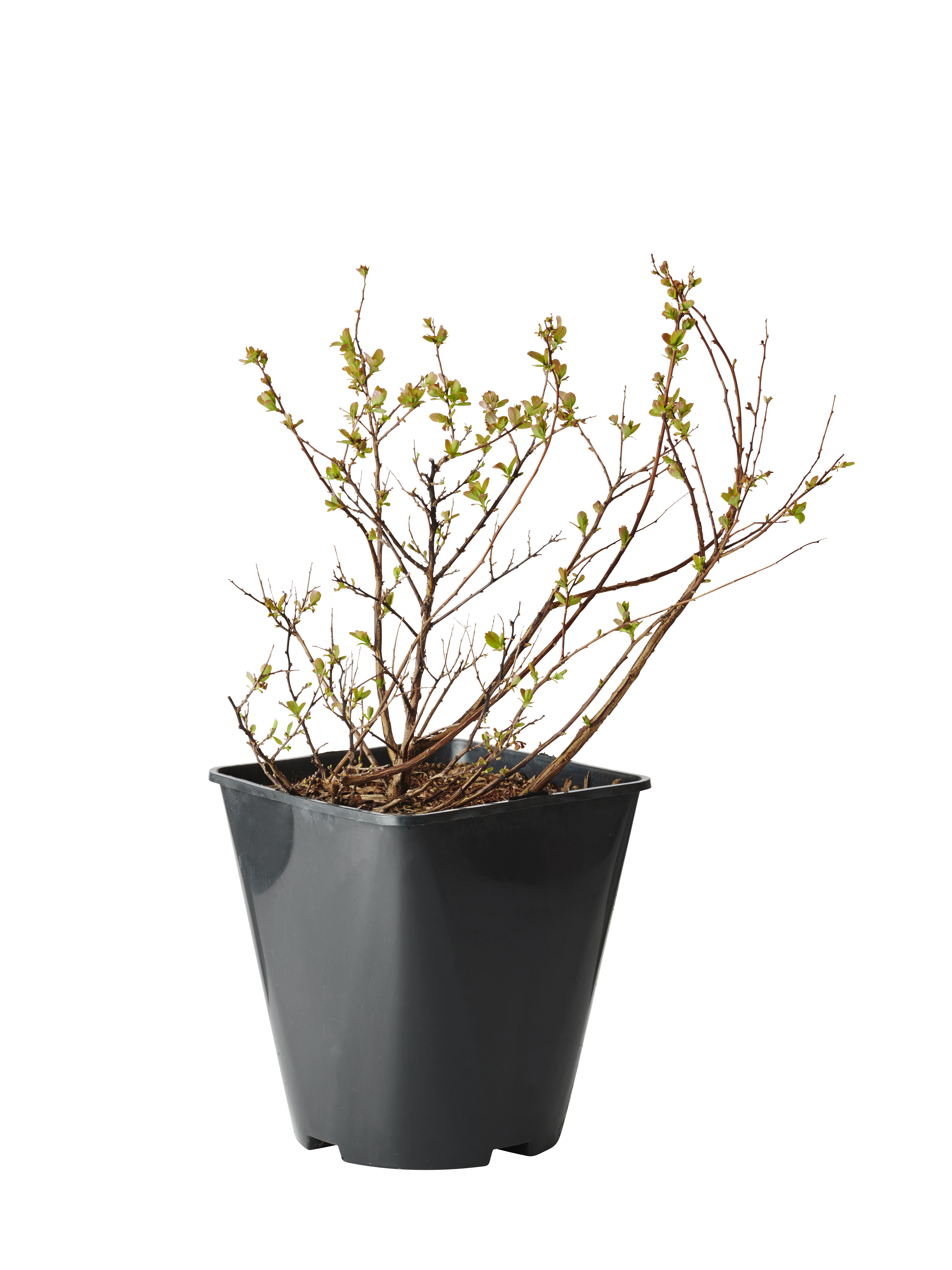 Björkspirea 'Tor'