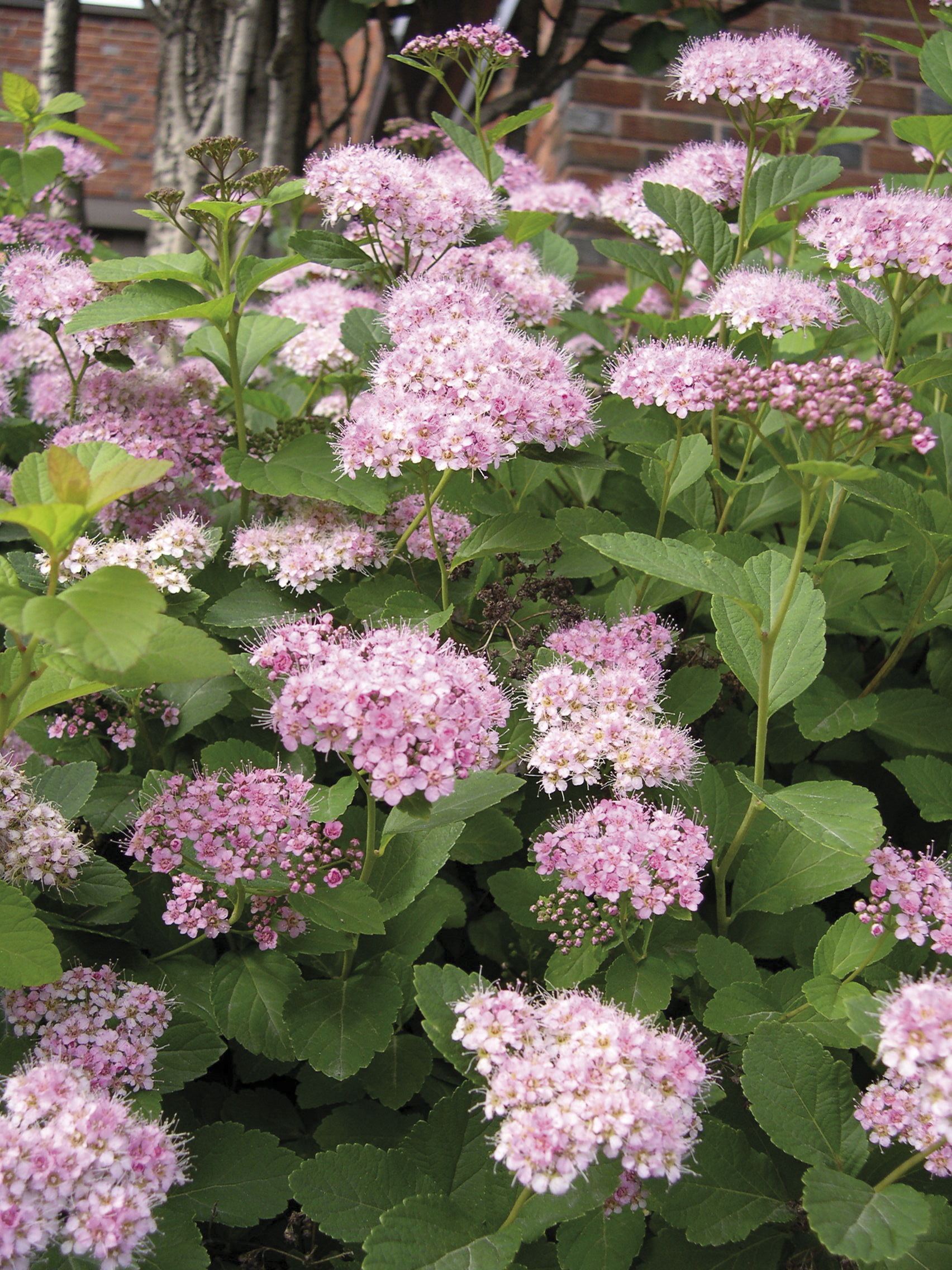 Spiraea japonica 'Little Princess' 23cm