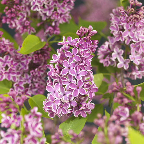 Duftsyrin 'Sensation'