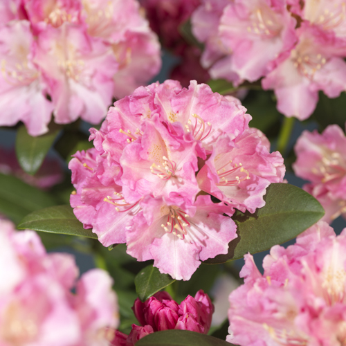 Yakushimanum-rododendron 'Doc'