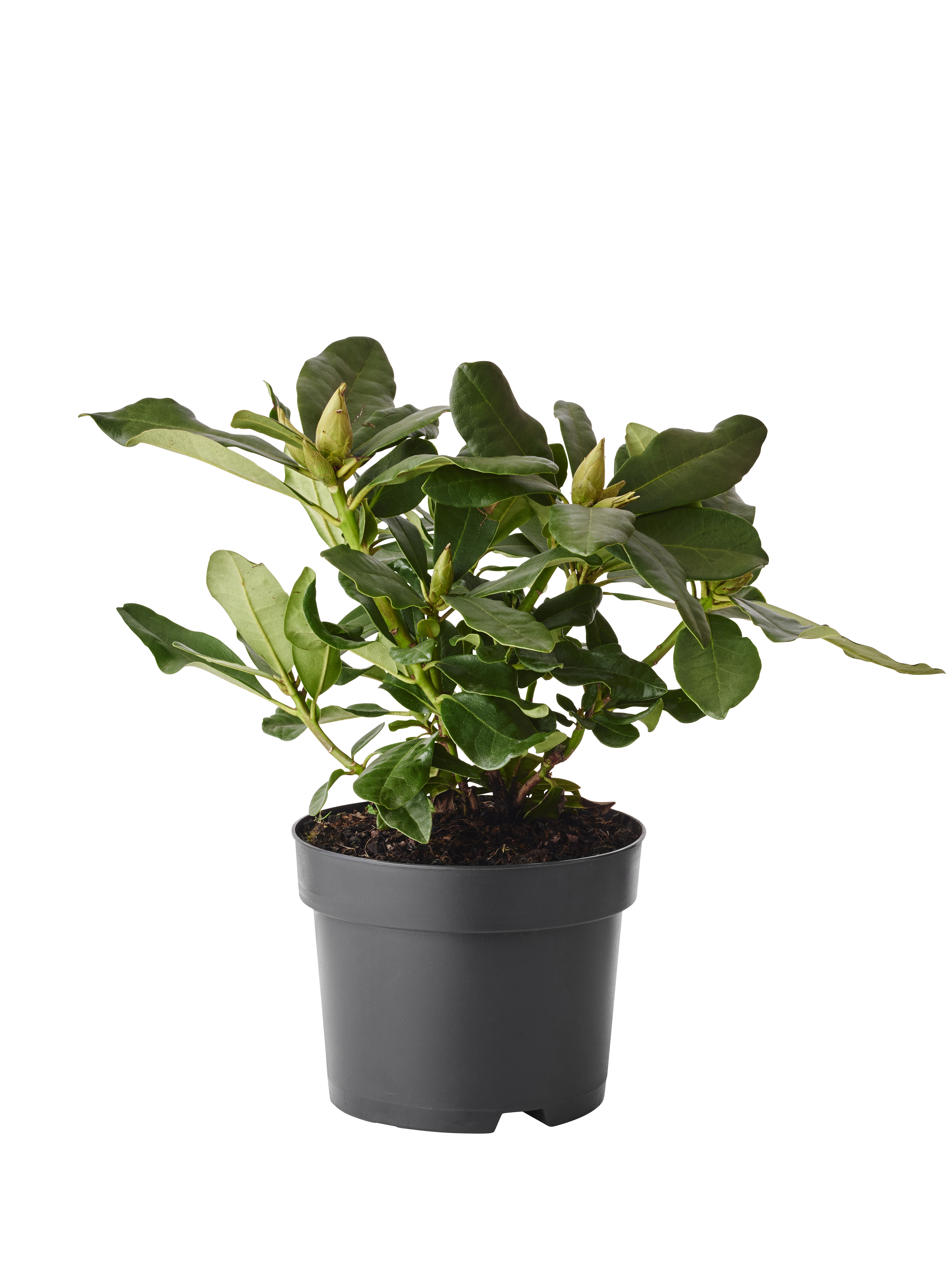 Rhododendron hybr.'Cunningham's White' 17cm