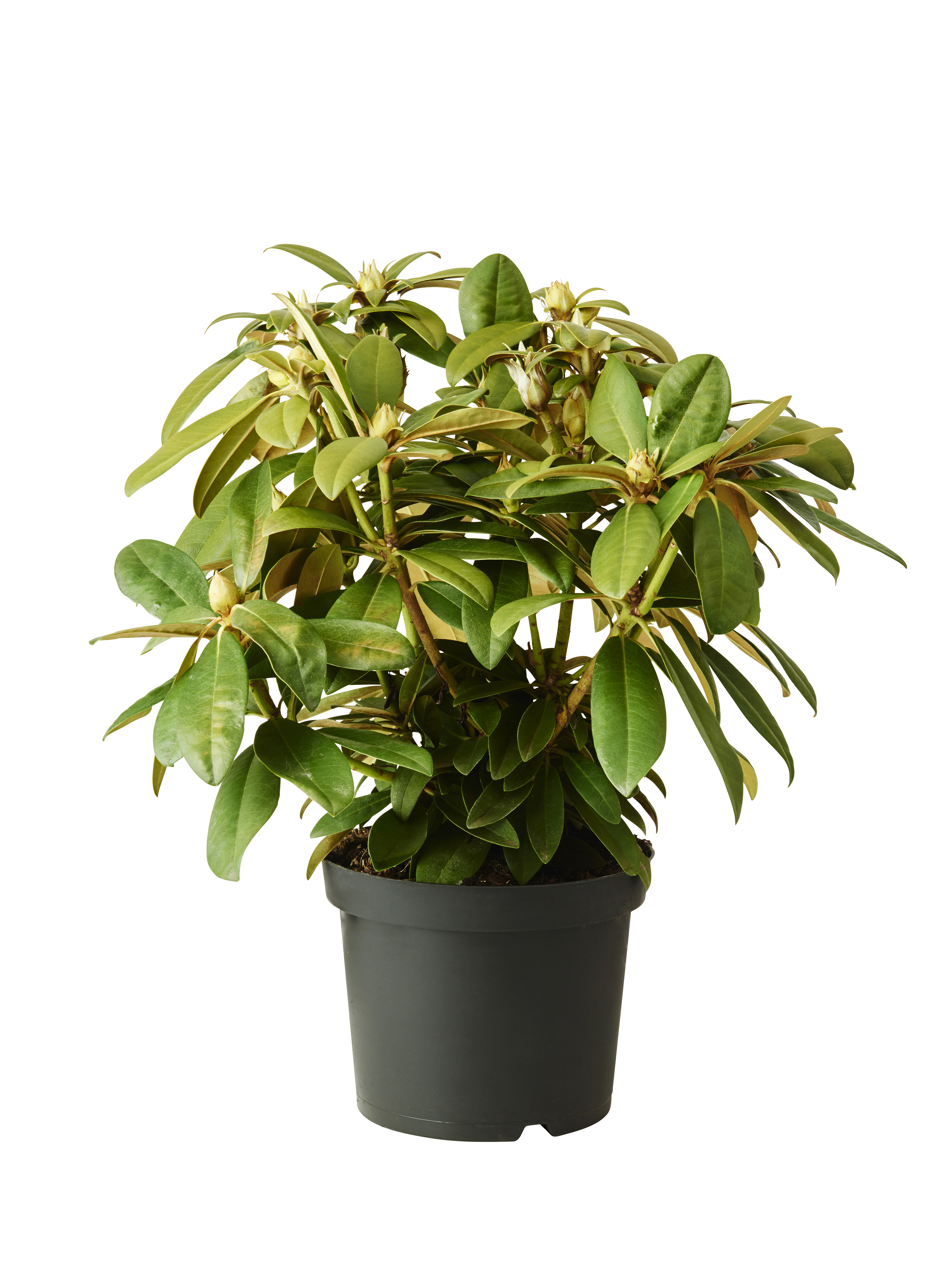 Yakushimanum-rododendron 'Doc'