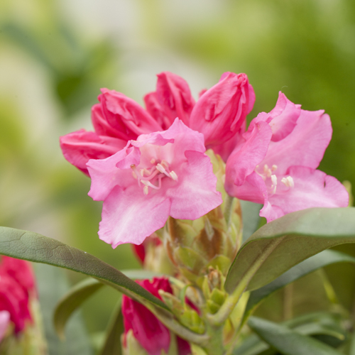 Yakushimanum-rododendron 'Hachmann’s Polaris'