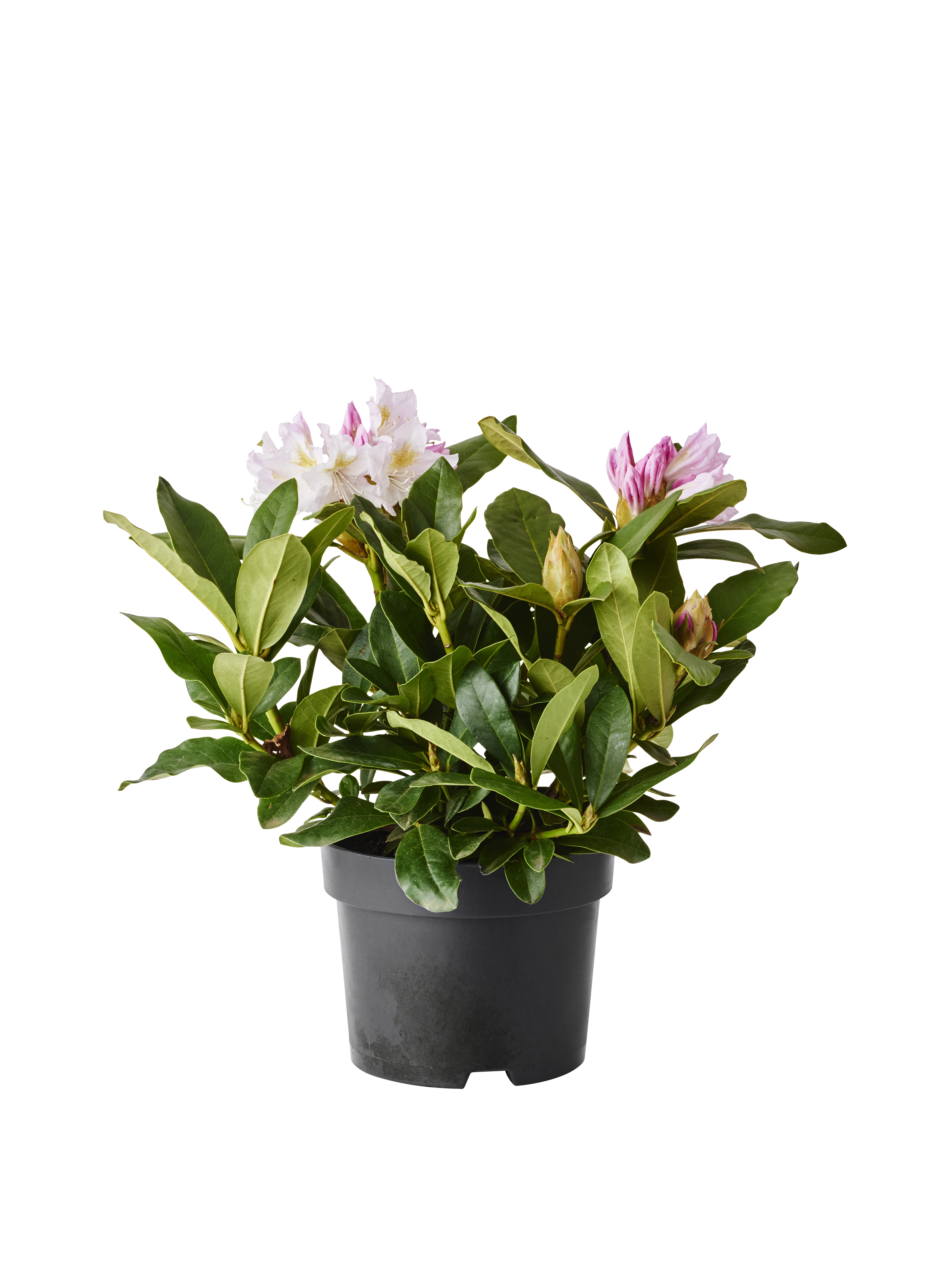 Rhododendron hybr.'Cunningham's White' 17cm