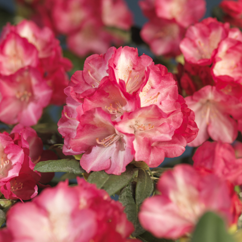 Rhododendron yak. 'Fantastica' 21cm