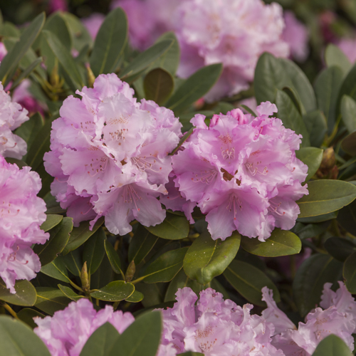 Yakushimanum-rododendron 'Dreamland'
