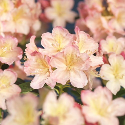 Rododendron 'Percy Wiseman'