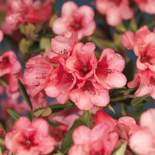 Rododendron griersonianum 'Winsome'