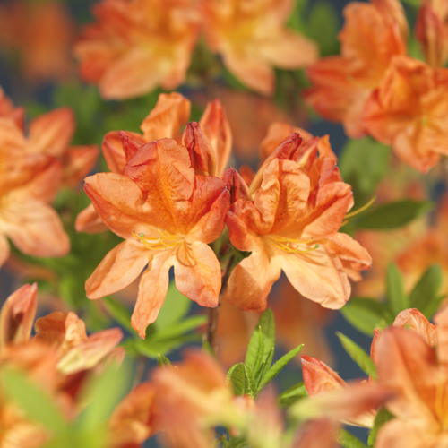 Mollis-azalea 'Koster's Brilliant Red'