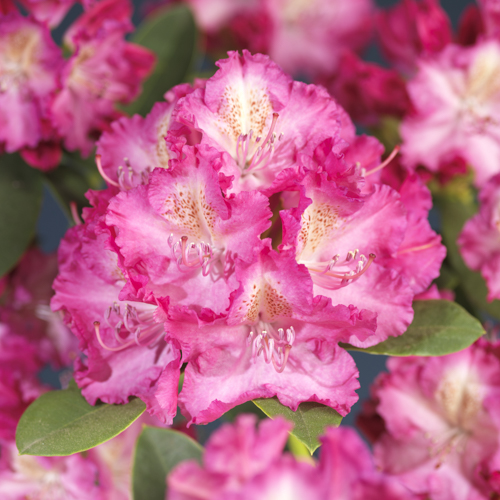 Rhododendron hybr. 'Germania' 23cm