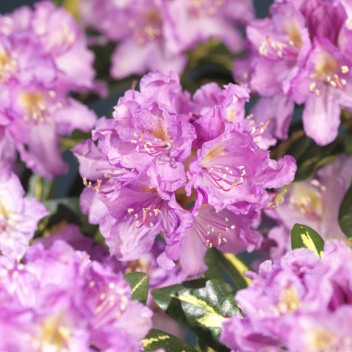 Ponticum-rododendron 'Goldflimmer'