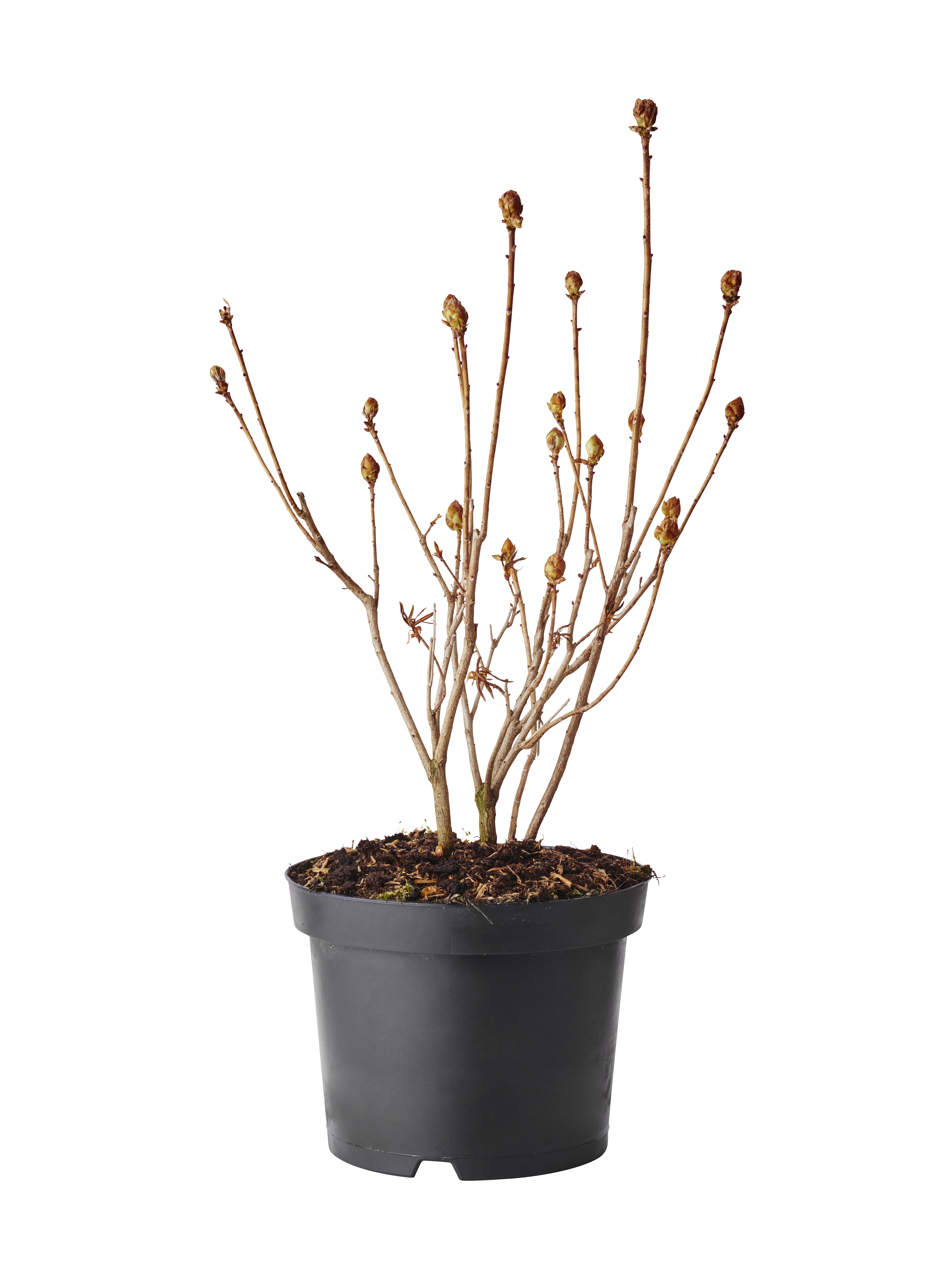 Mollis-azalea 'Koster's Brilliant Red'