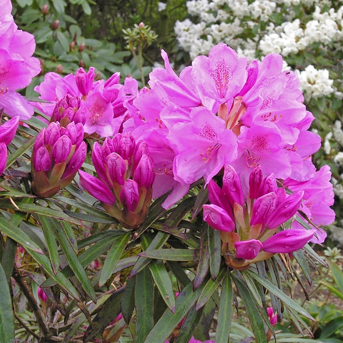 Rododendron 'Graziella'