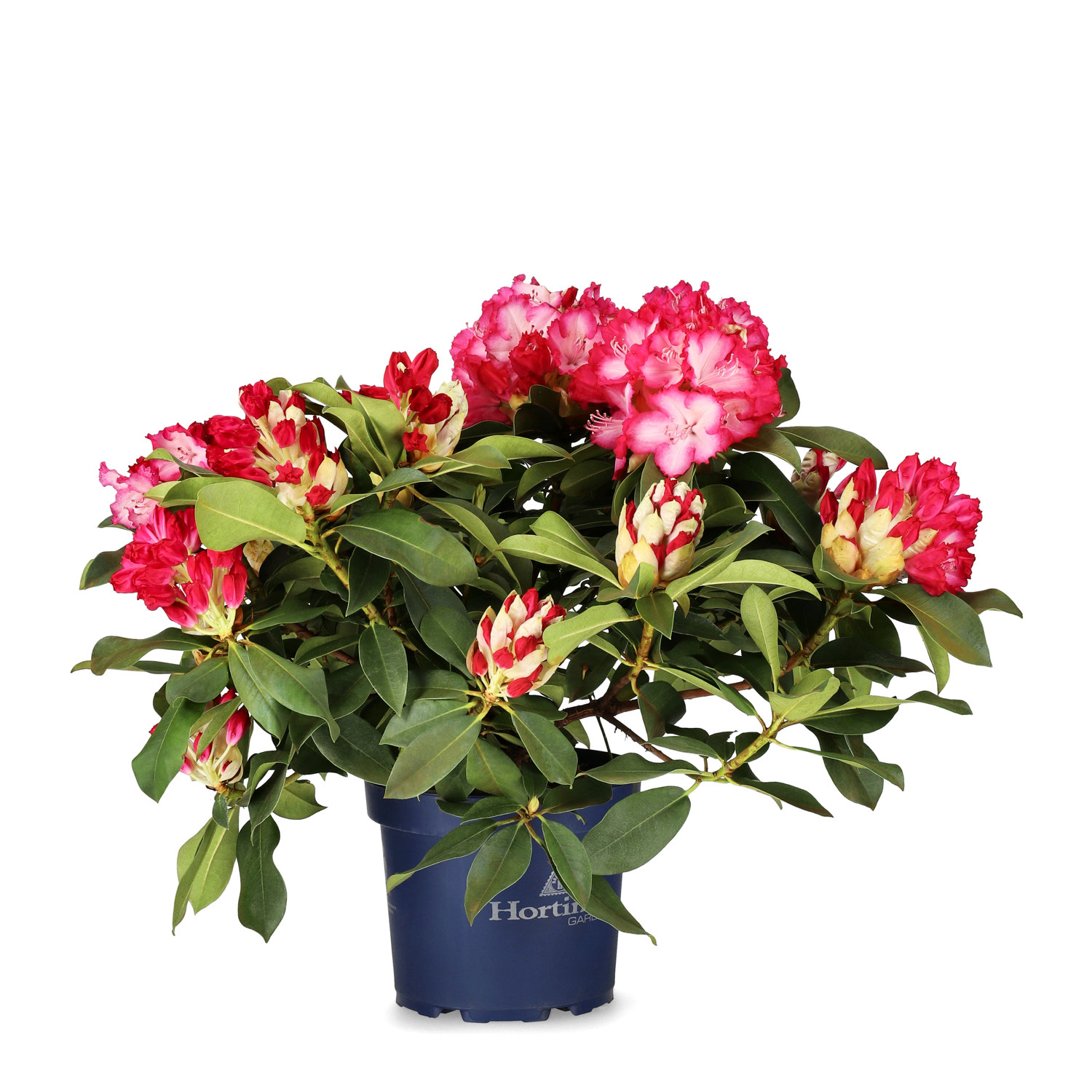 Rododendron XXL