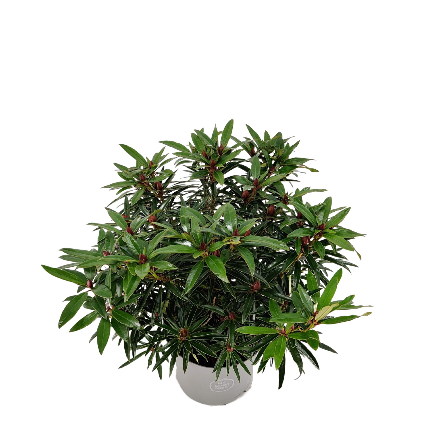 Rododendron 'Graziella'