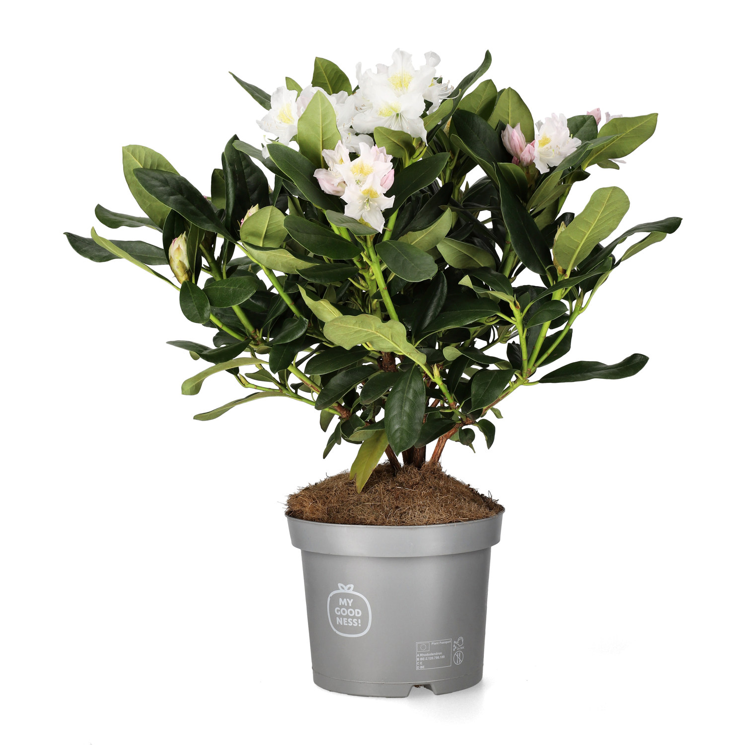 Rododendron 'Cunningham's White'