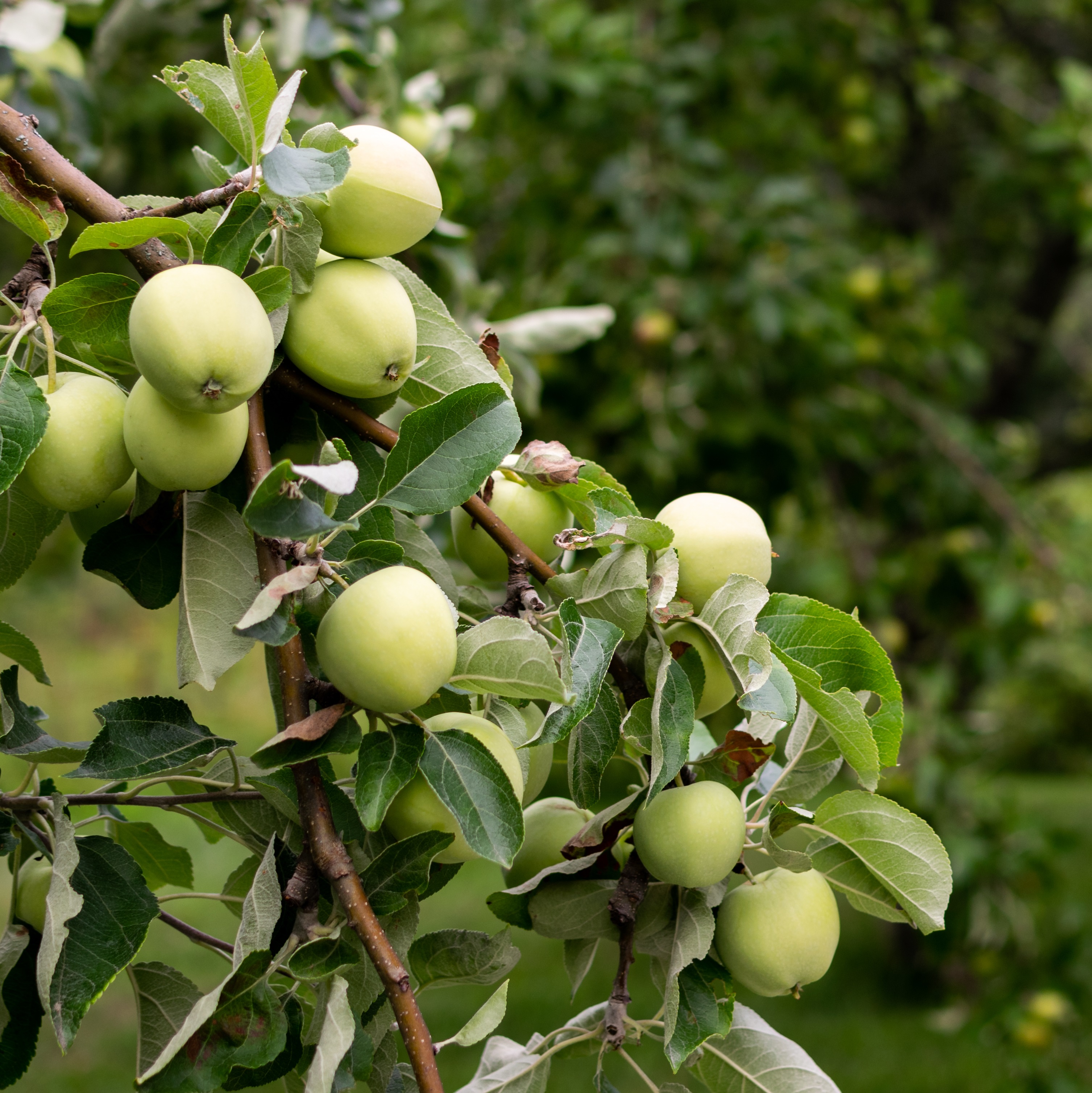 Malus domestica 'Transparente Blanche' A2 12L
