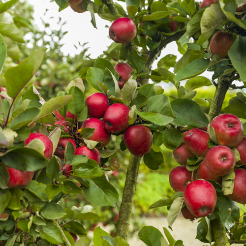 Äpple 'Redcats' MM106