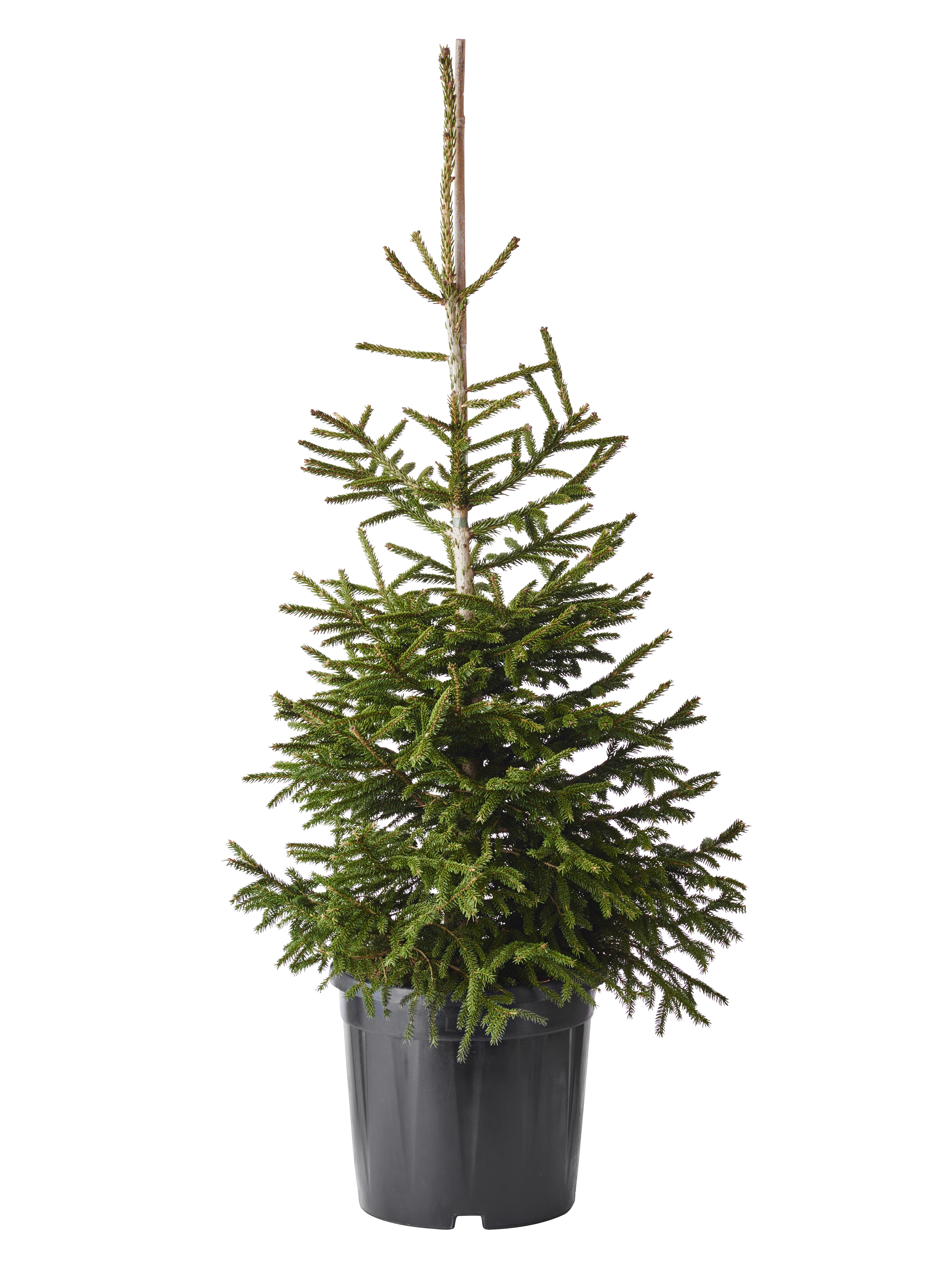 Orientgran 'Aureospicata'